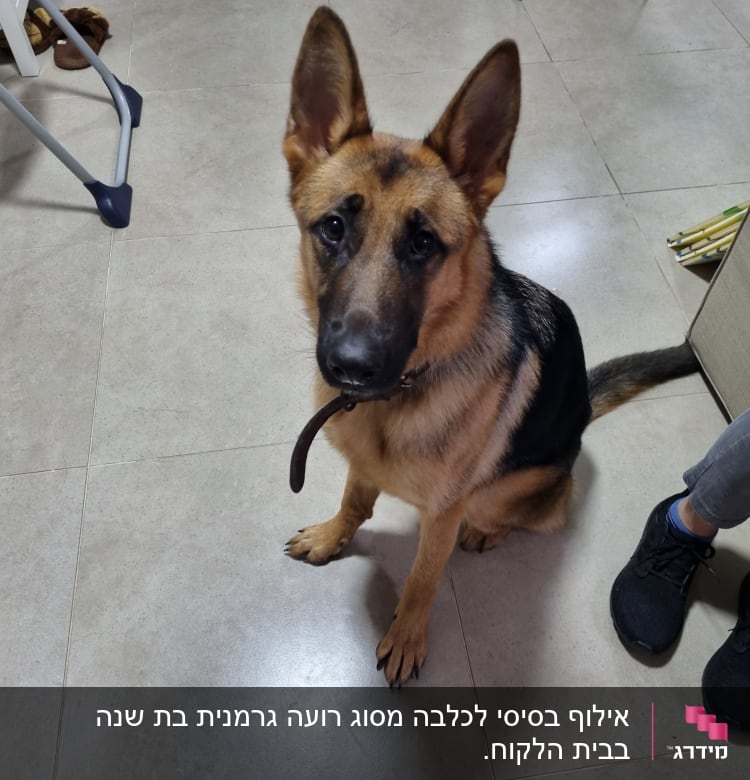 כלב רועה גרמני עם קולר יושב על רצפה